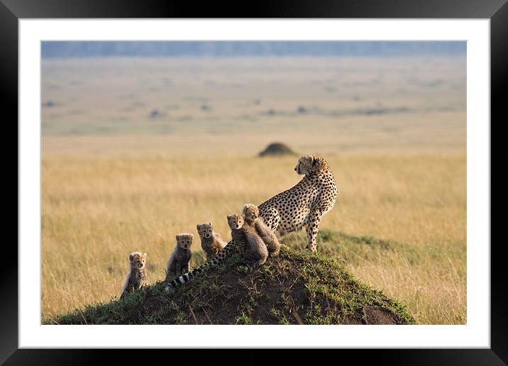 Cheetah and 5 cubs Framed Mounted Print by Gail Johnson