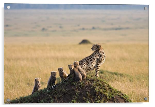 Cheetah and 5 cubs Acrylic by Gail Johnson