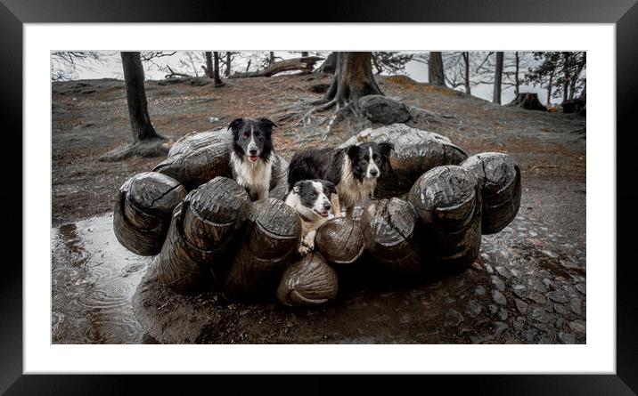 A 'Handful' of Collies! Framed Mounted Print by John Malley