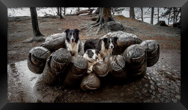 A 'Handful' of Collies! Framed Print by John Malley