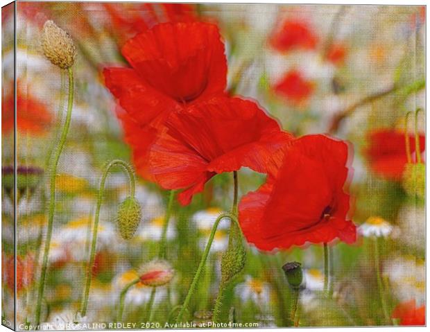 "Poppies through the looking glass" Canvas Print by ROS RIDLEY