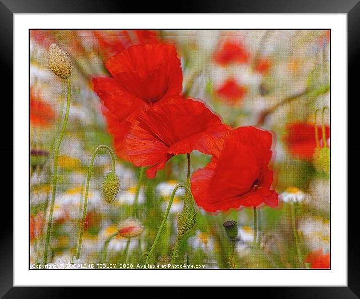 "Poppies through the looking glass" Framed Mounted Print by ROS RIDLEY