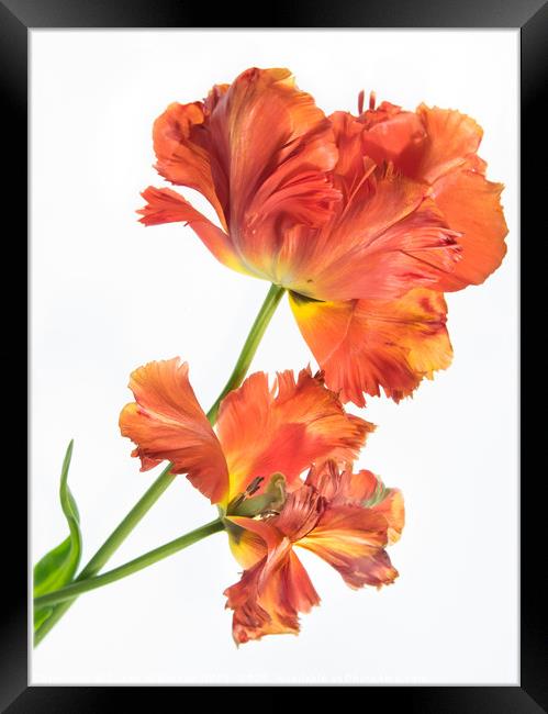 Flaming Tulip Framed Print by Eileen Wilkinson ARPS EFIAP