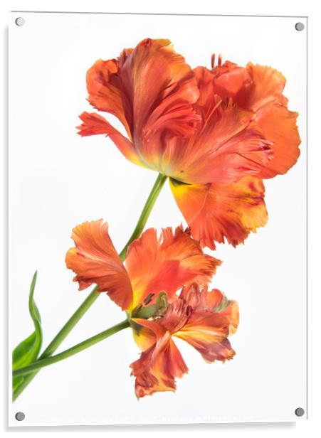 Flaming Tulip Acrylic by Eileen Wilkinson ARPS EFIAP