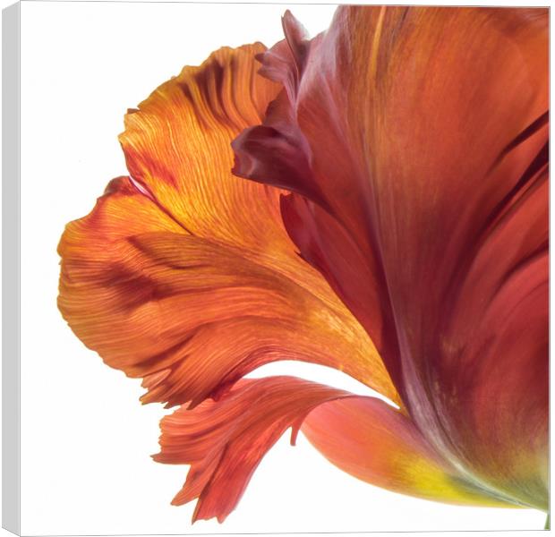 Tulip Beauty Canvas Print by Eileen Wilkinson ARPS EFIAP
