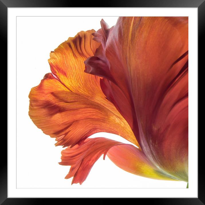 Tulip Beauty Framed Mounted Print by Eileen Wilkinson ARPS EFIAP