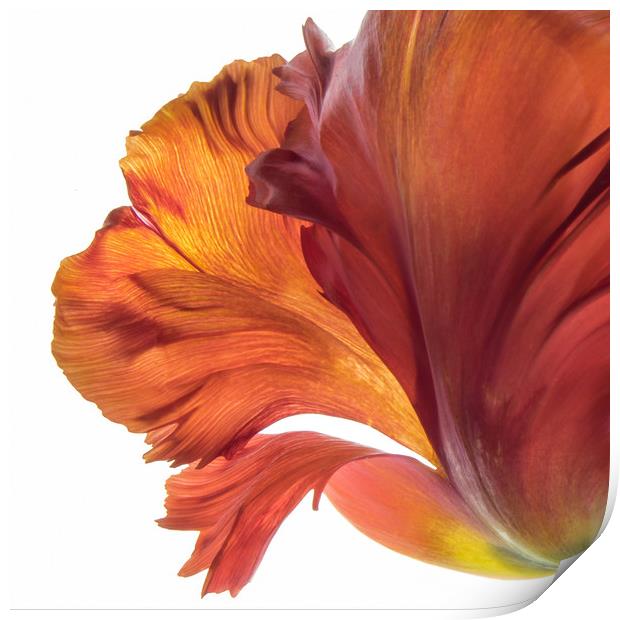 Tulip Beauty Print by Eileen Wilkinson ARPS EFIAP
