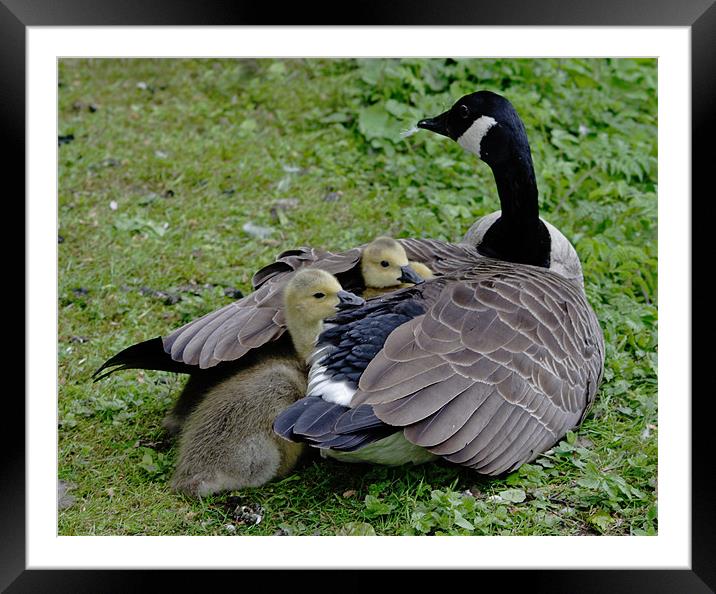 Goose and goslings Framed Mounted Print by Gail Johnson