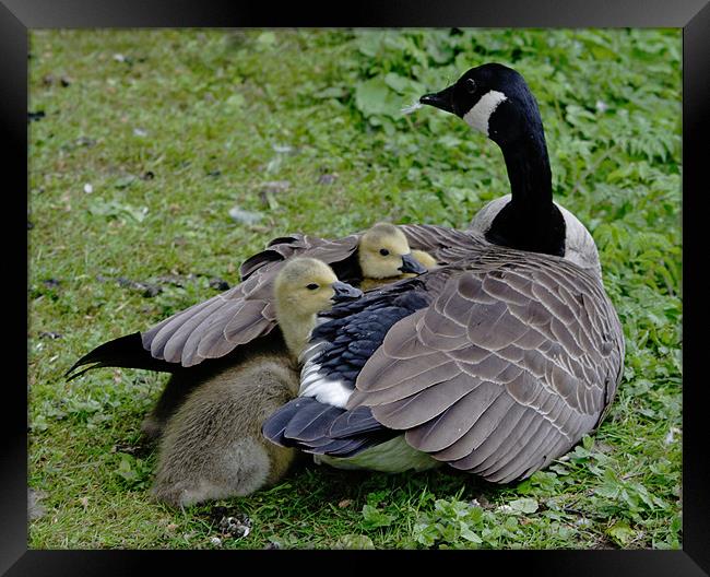 Goose and goslings Framed Print by Gail Johnson
