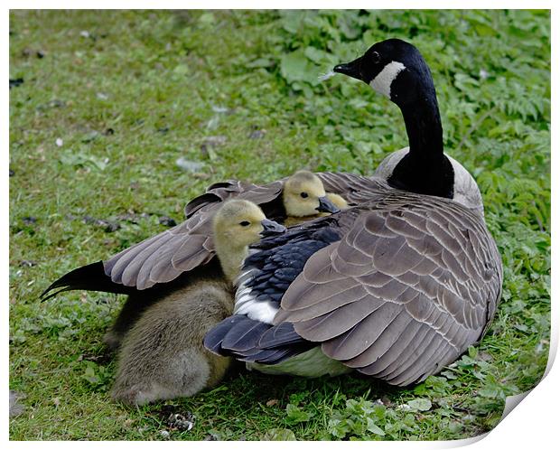 Goose and goslings Print by Gail Johnson