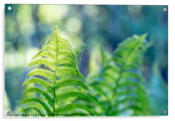 Green Fern at the morning. Acrylic by Mariya Obidina