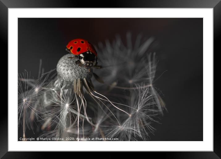 Ladybug Framed Mounted Print by Mariya Obidina