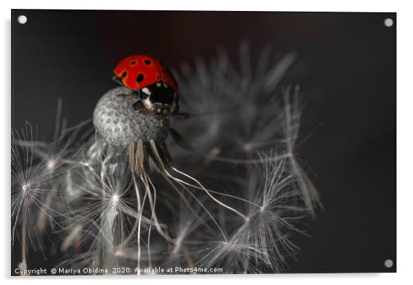Ladybug Acrylic by Mariya Obidina
