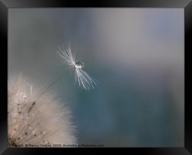  A Drop of water. Framed Print by Mariya Obidina