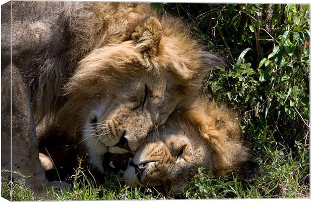 Affectionate Lions Canvas Print by Gail Johnson