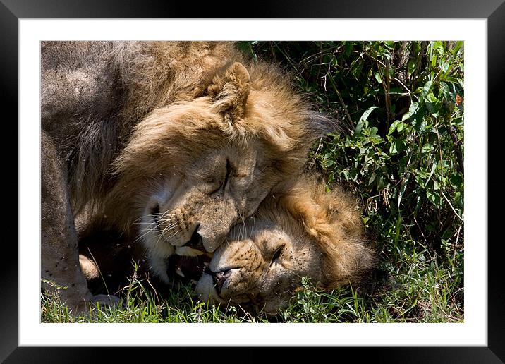 Affectionate Lions Framed Mounted Print by Gail Johnson