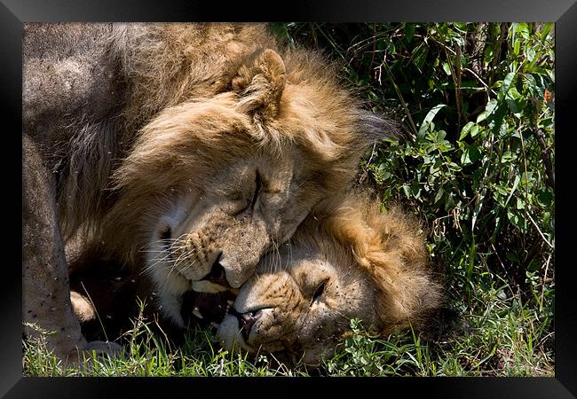 Affectionate Lions Framed Print by Gail Johnson