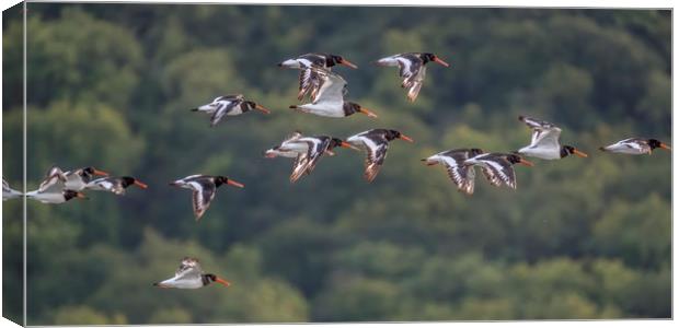 Oystercatchers Flying over Porlock Marsh Canvas Print by Shaun Davey