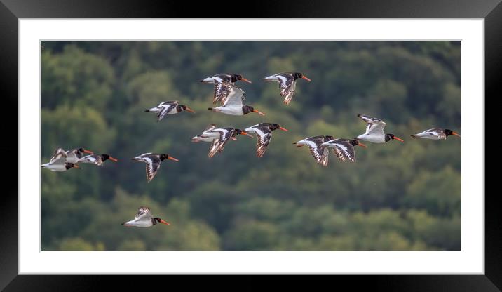 Oystercatchers Flying over Porlock Marsh Framed Mounted Print by Shaun Davey
