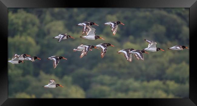 Oystercatchers Flying over Porlock Marsh Framed Print by Shaun Davey