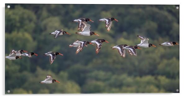 Oystercatchers Flying over Porlock Marsh Acrylic by Shaun Davey