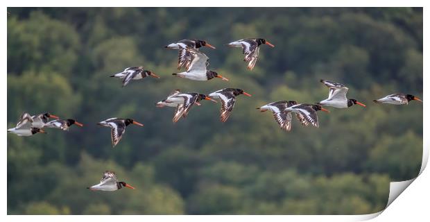 Oystercatchers Flying over Porlock Marsh Print by Shaun Davey