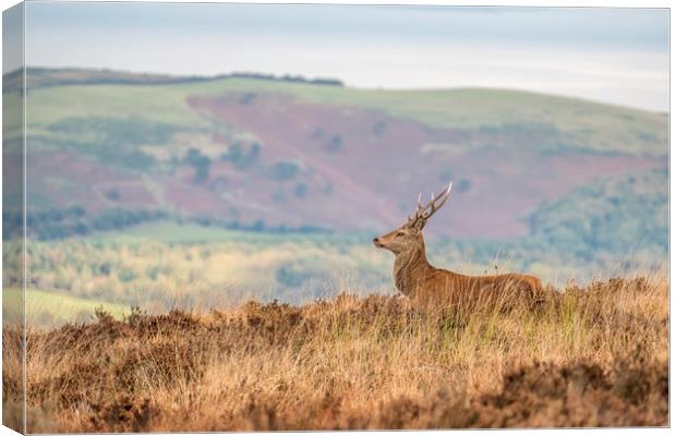 Young Stag Red Deer Canvas Print by Shaun Davey