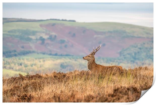 Young Stag Red Deer Print by Shaun Davey