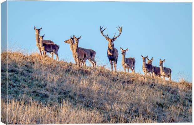 Red Deer - Exmoor Canvas Print by Shaun Davey