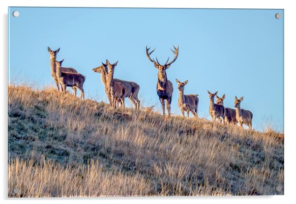 Red Deer - Exmoor Acrylic by Shaun Davey