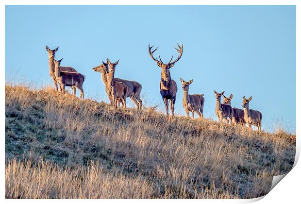 Red Deer - Exmoor Print by Shaun Davey