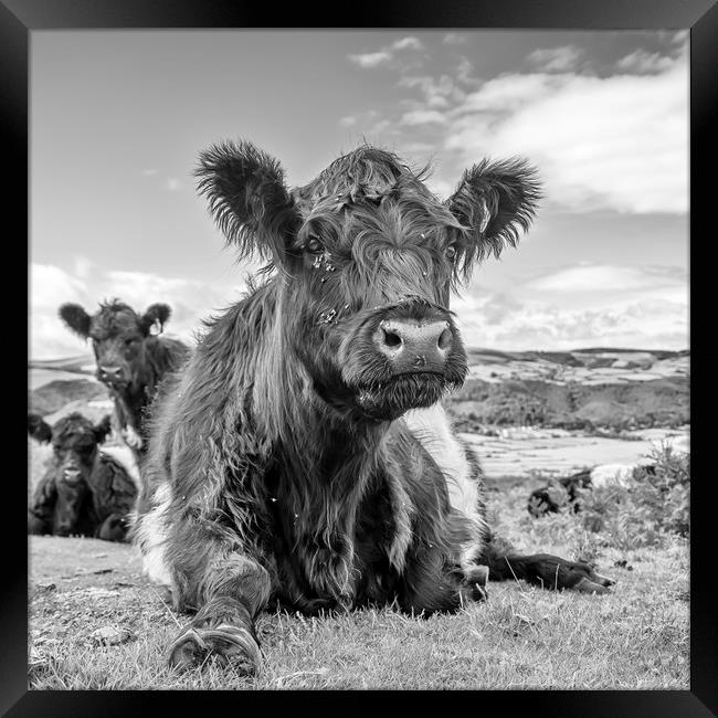 Belted Galloway Cow Framed Print by Shaun Davey