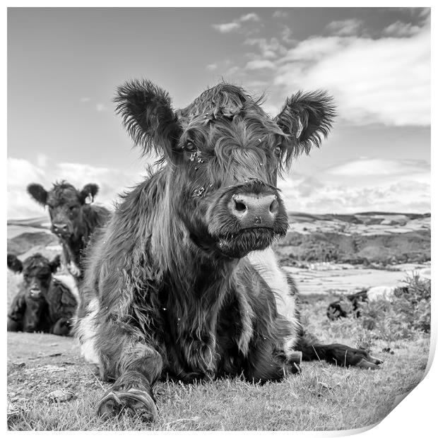 Belted Galloway Cow Print by Shaun Davey