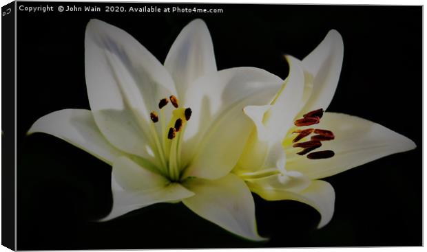 White Lilies (Digital Art)  Canvas Print by John Wain