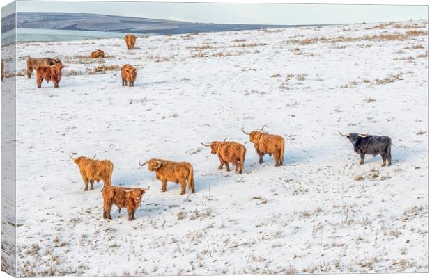 Highland Cattle grazing in snow Canvas Print by Shaun Davey