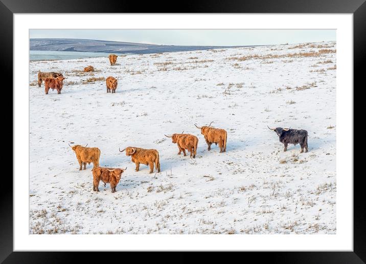 Highland Cattle grazing in snow Framed Mounted Print by Shaun Davey