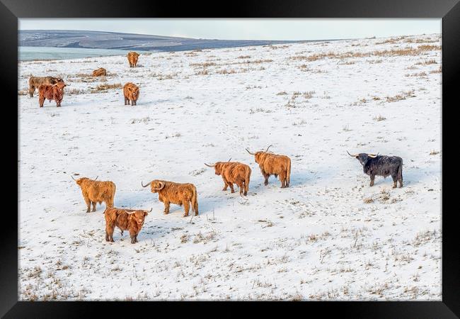 Highland Cattle grazing in snow Framed Print by Shaun Davey