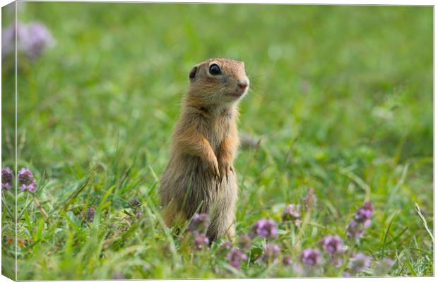 Cute European ground squirrel on grass and wildflo Canvas Print by Anahita Daklani-Zhelev