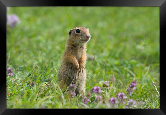 Cute European ground squirrel on grass and wildflo Framed Print by Anahita Daklani-Zhelev