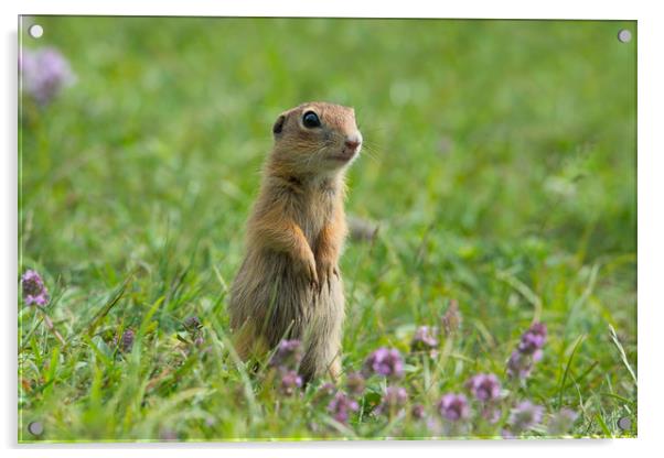 Cute European ground squirrel on grass and wildflo Acrylic by Anahita Daklani-Zhelev