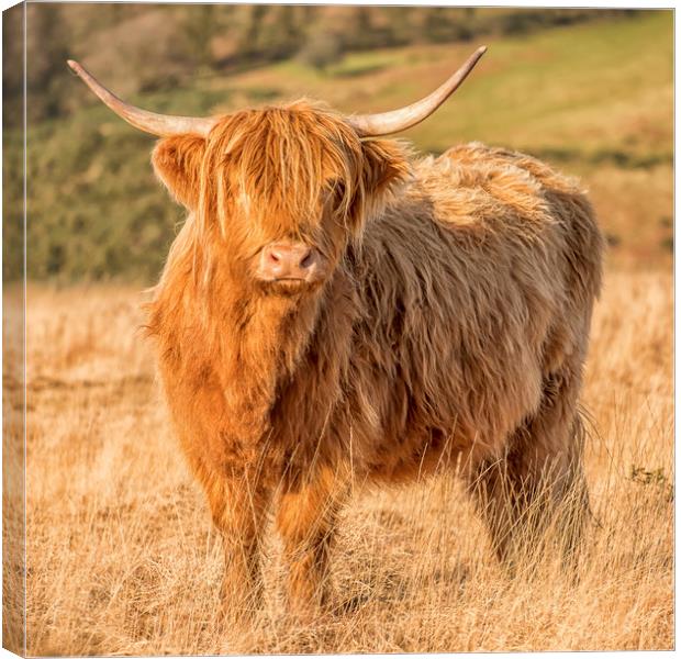 Highland Cow, Exmoor Canvas Print by Shaun Davey