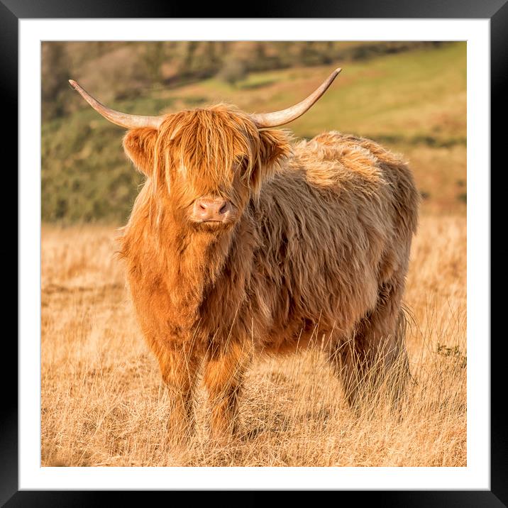 Highland Cow, Exmoor Framed Mounted Print by Shaun Davey