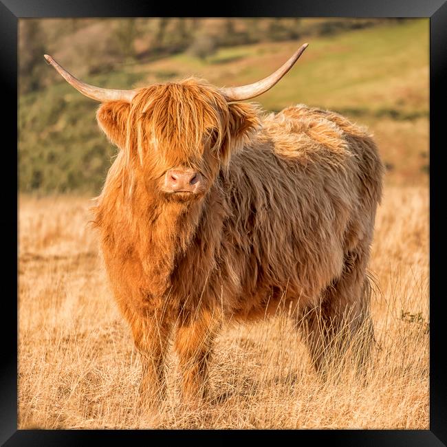 Highland Cow, Exmoor Framed Print by Shaun Davey
