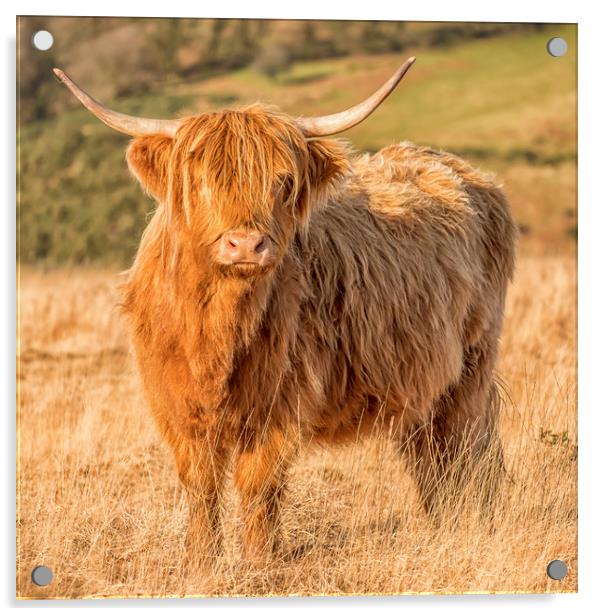 Highland Cow, Exmoor Acrylic by Shaun Davey