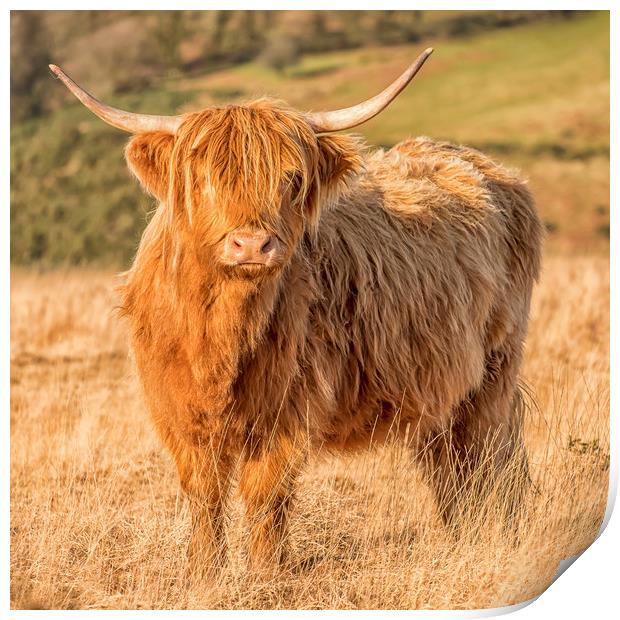Highland Cow, Exmoor Print by Shaun Davey