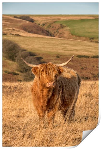 Highland Cow, Exmoor Print by Shaun Davey