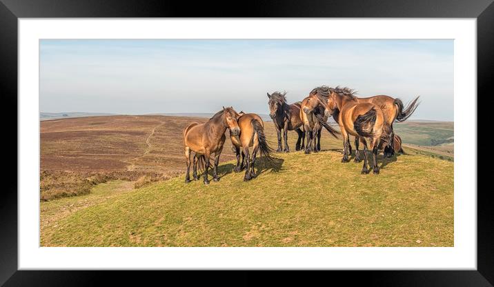 Exmoor Ponies - Dunkery Beacon Framed Mounted Print by Shaun Davey