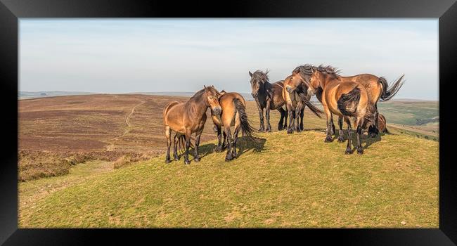 Exmoor Ponies - Dunkery Beacon Framed Print by Shaun Davey