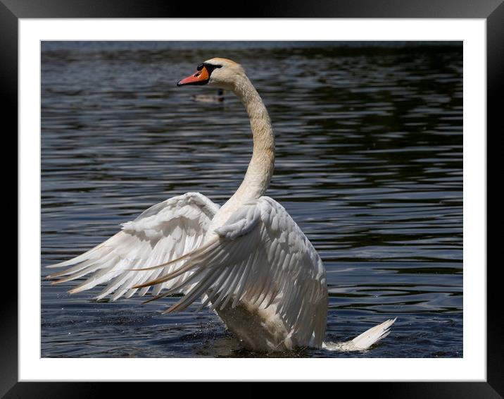 Swan Flapping Framed Mounted Print by Clive Eariss
