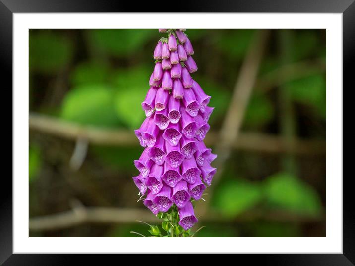Common purple Foxglove Framed Mounted Print by Leighton Collins